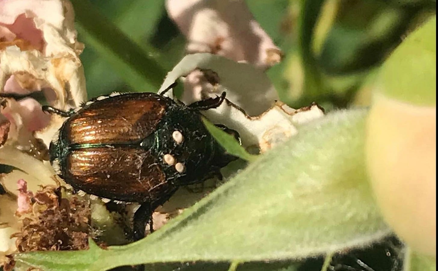 japanese beetle with white dots indicating winsome fly