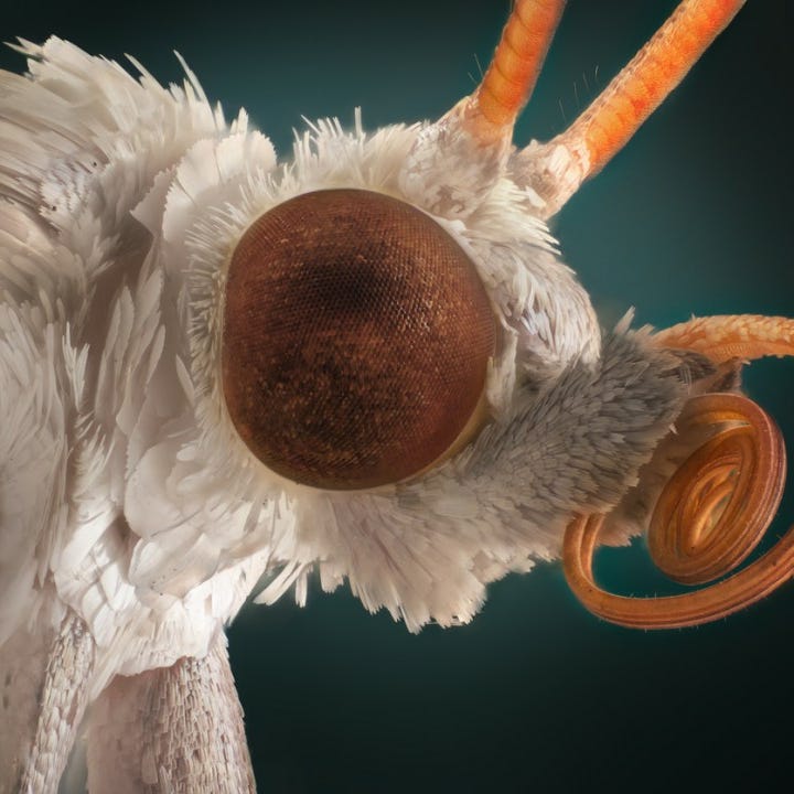 L. Moth logo