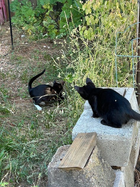 Black and white kitten and black kitten asleep, sitting on yoga mat, and poised to pounce outdoors.