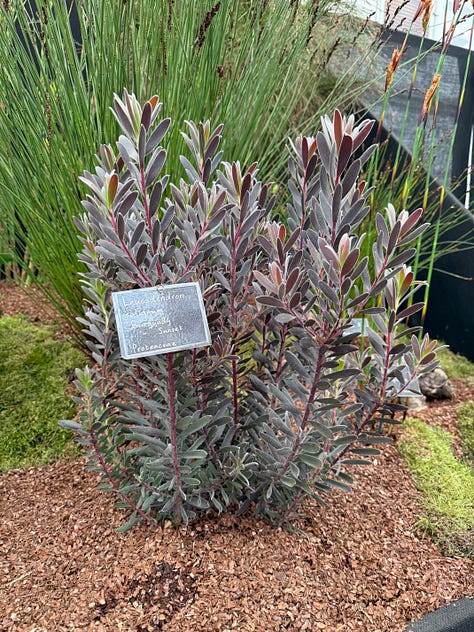 plants with purple flowers, leaves, and or stems