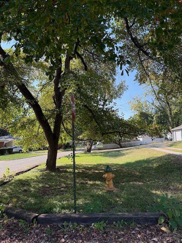 vacant lot we called Spider Woods