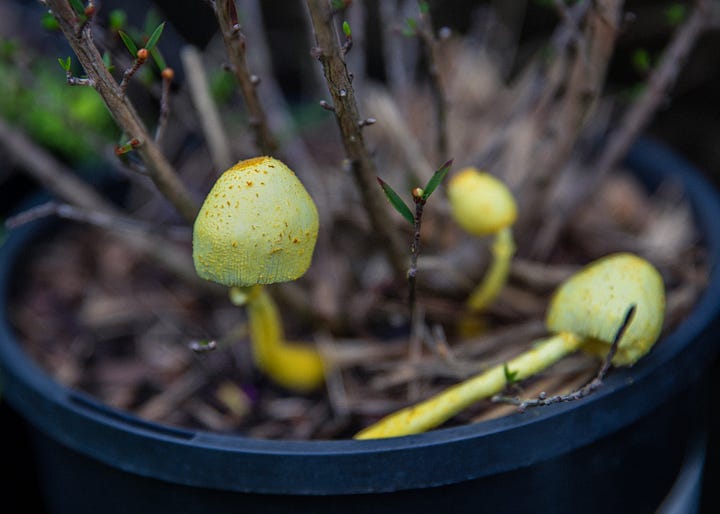 Australian native garden