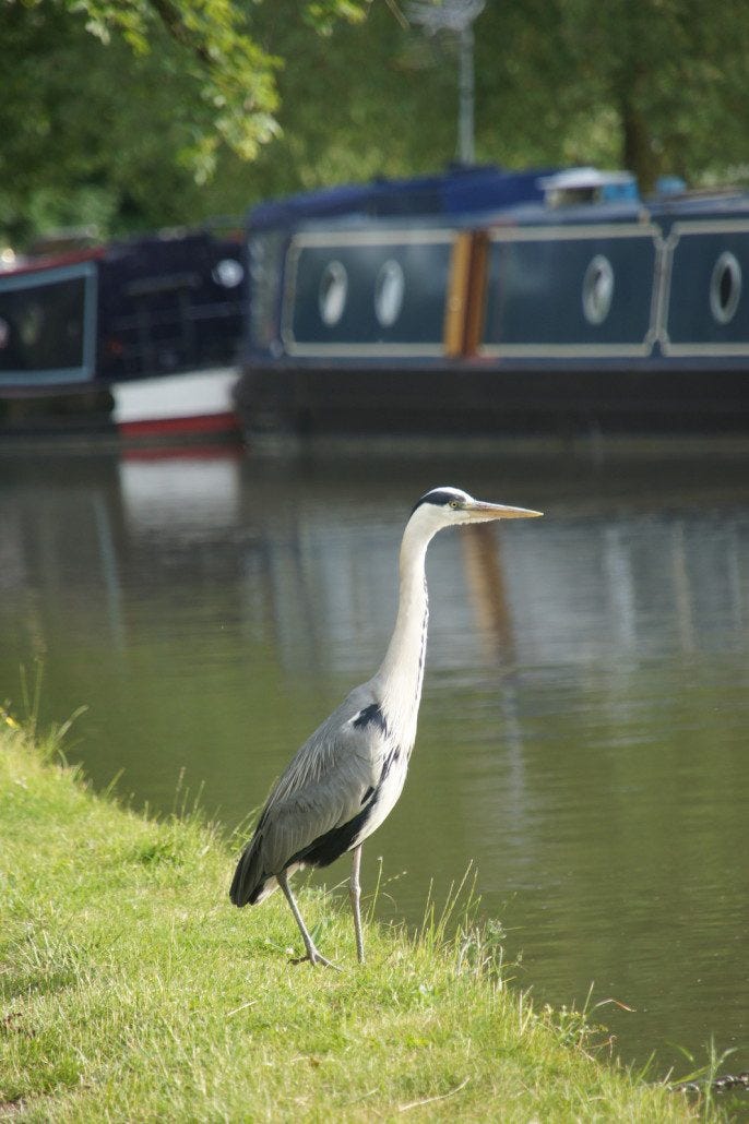 A heron hunts for his dinner along a canal with houseboats in the background. A heron hunts for his dinner along a canal with houseboats in the background.