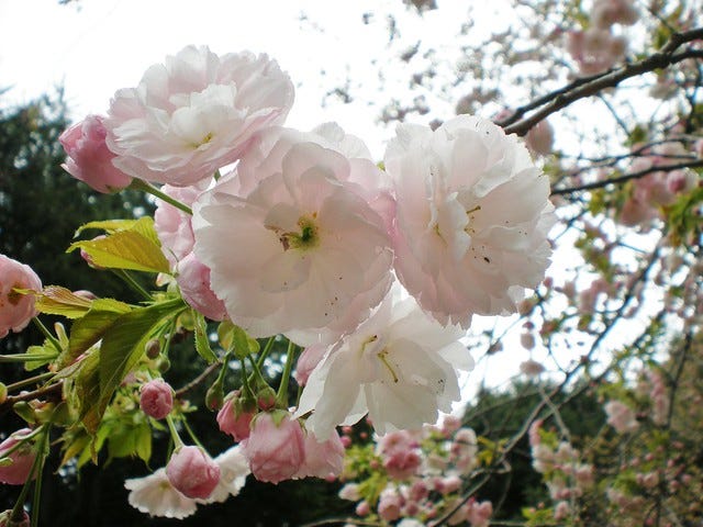 Sakura at Shinjuku Gyoen Park Sakura at Shinjuku Gyoen Park