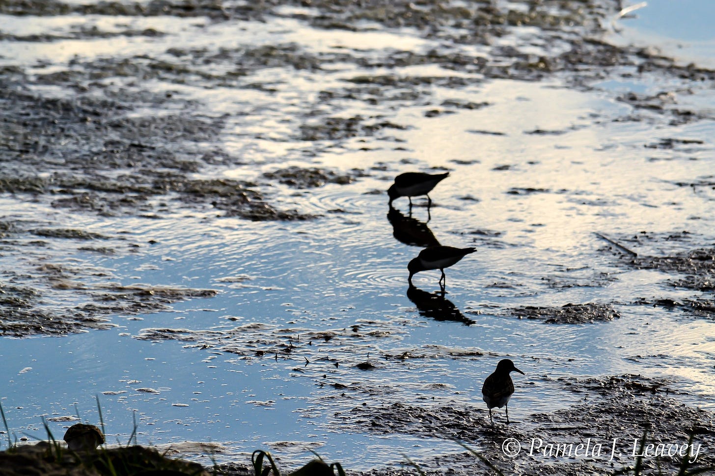 May be an image of sea bird and wading bird