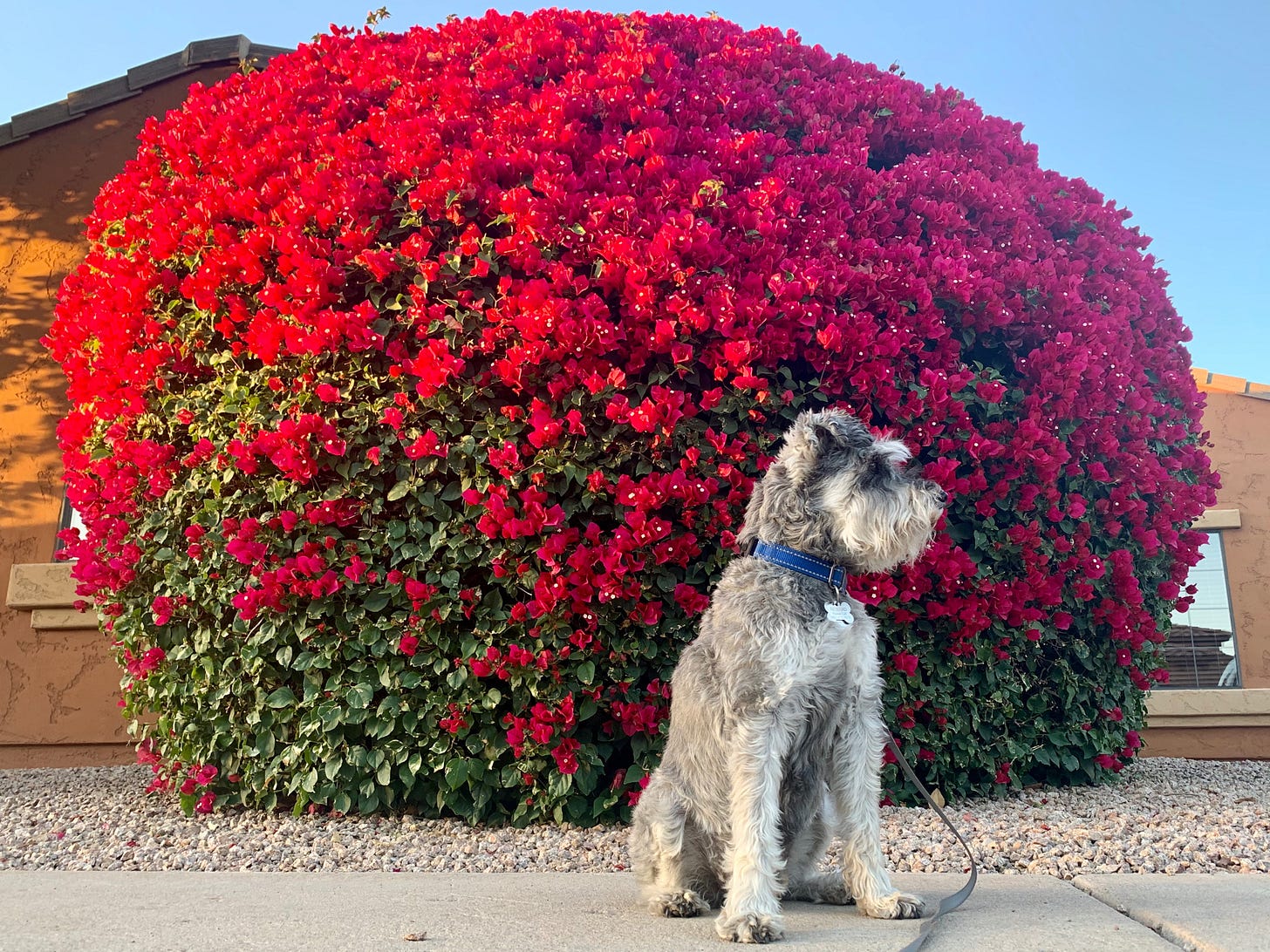 Sgt. Pepper, Anthony's grey mini-schnauzer, looking handsome in front of bright red flowers.