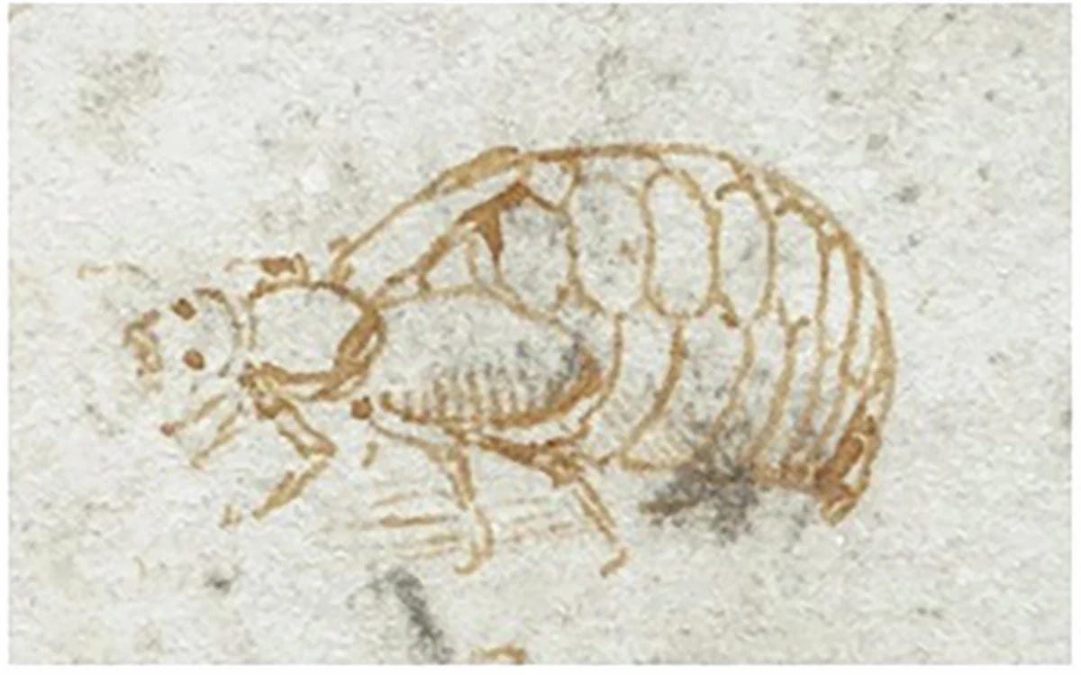 **Detail of the Meloe beetle depicted in Codex Arundel, MS 263, folio 36r.** Credit: British Library Board