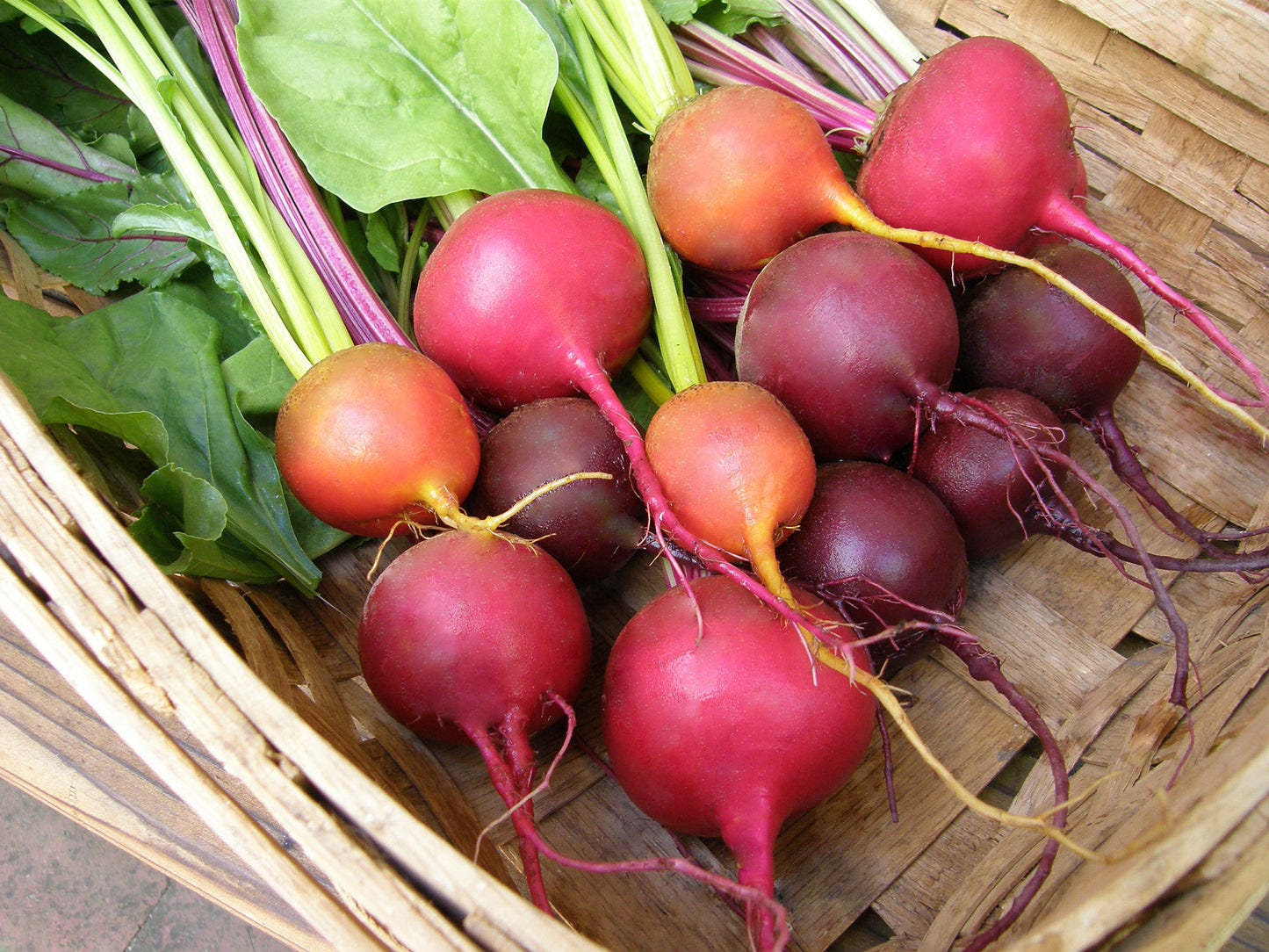 Red, Gold & Candystripe' Jewel-Toned Beets – Renee's Garden