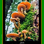 Two Archetype: Nature Octave