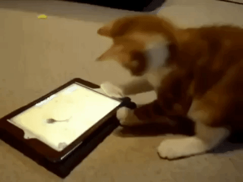 cats kitty GIF cats kitty GIF