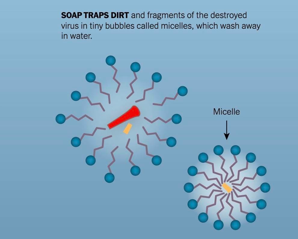Why Soap Works Against Viruses and Bacteria: The Science – Bearsville Soap Company Why Soap Works Against Viruses and Bacteria: The Science – Bearsville Soap Company