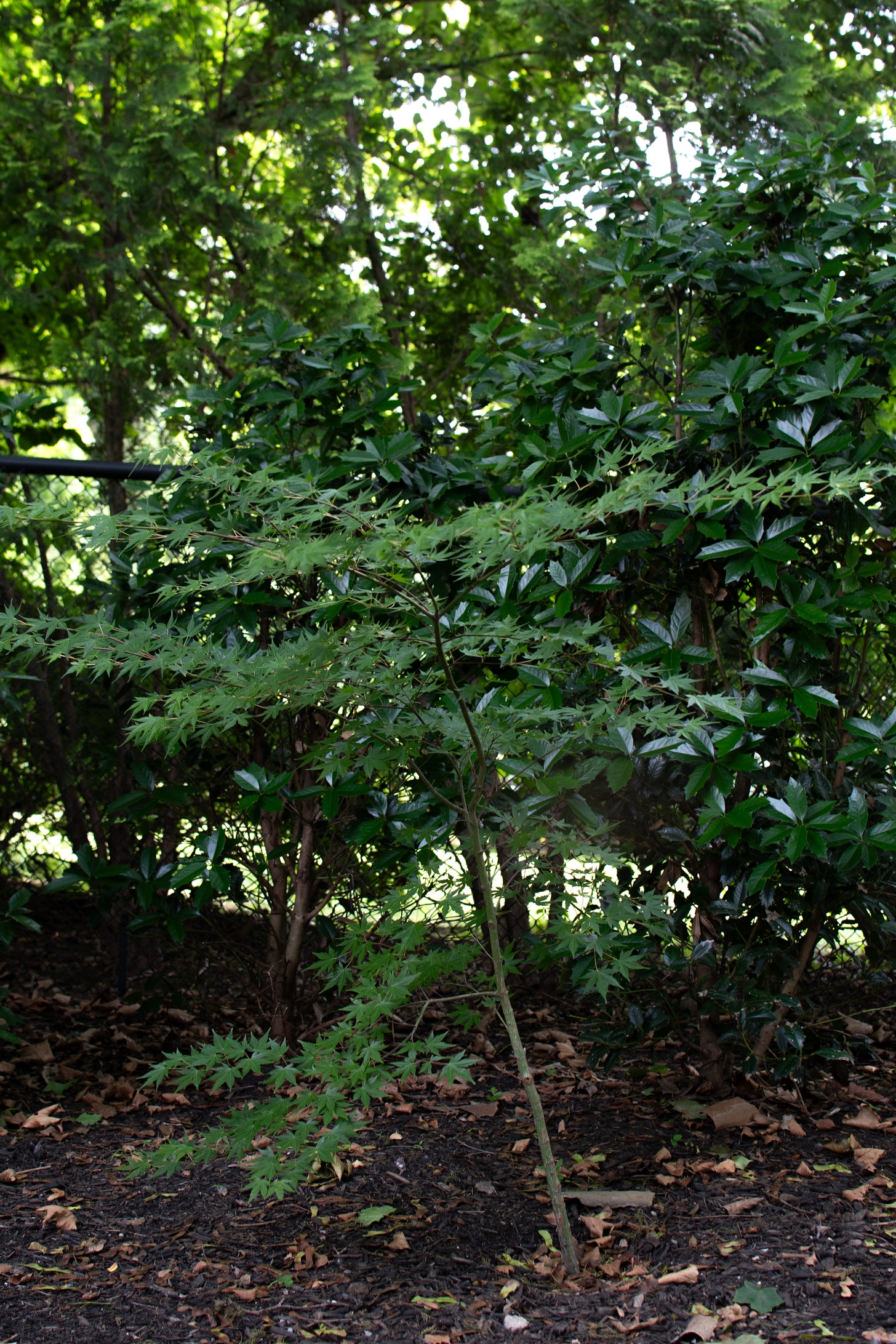 Young Japanese maple tree planted in the ground in front of various suburban greenery Young Japanese maple tree planted in the ground in front of various suburban greenery