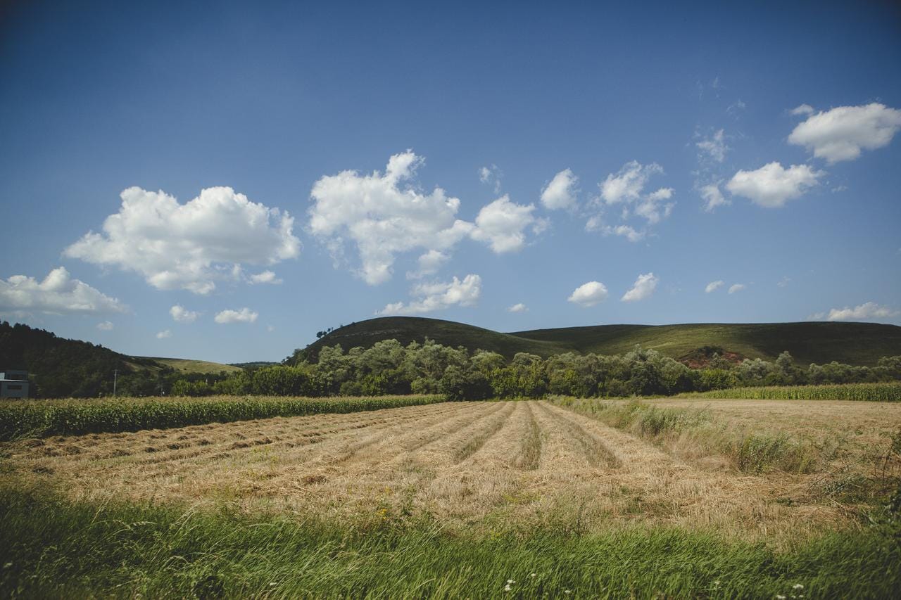Fields of hay near Szuhányi's home in Transylvania.