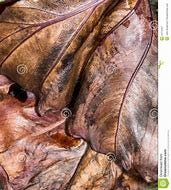 Image result for dead big leaf plant images