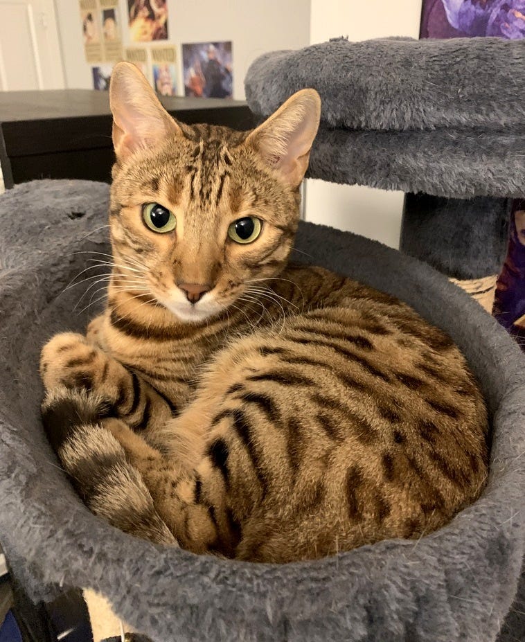 Nezuko is curled up in her cat tower and looking at the camera Nezuko is curled up in her cat tower and looking at the camera