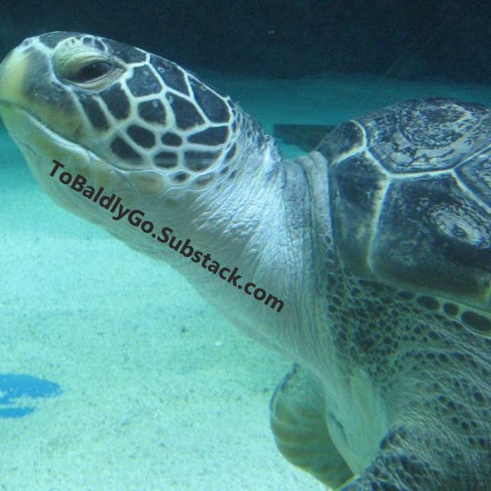 To Baldly Go’s Newsletter