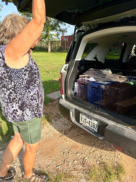 Three photos showing Cheryl helping with the catch, fix, and release program for stray cats in Smithville, including setting a humane trap in the grass, releasing a cat back into the neighborhood, and transporting trapped cats in crates in the back of her SUV.