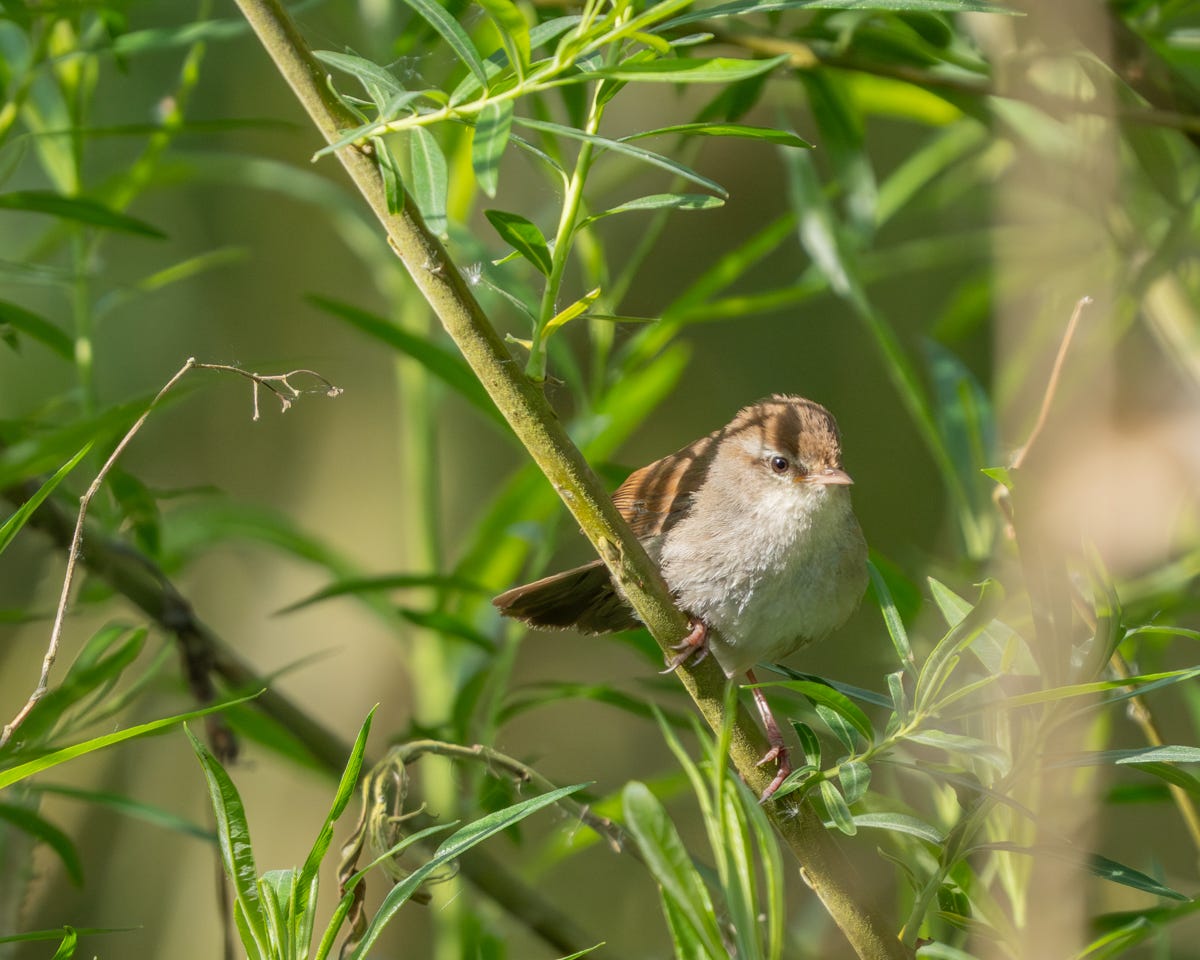 A round, pale bird with chestnut wings is sat in a very lush green bush