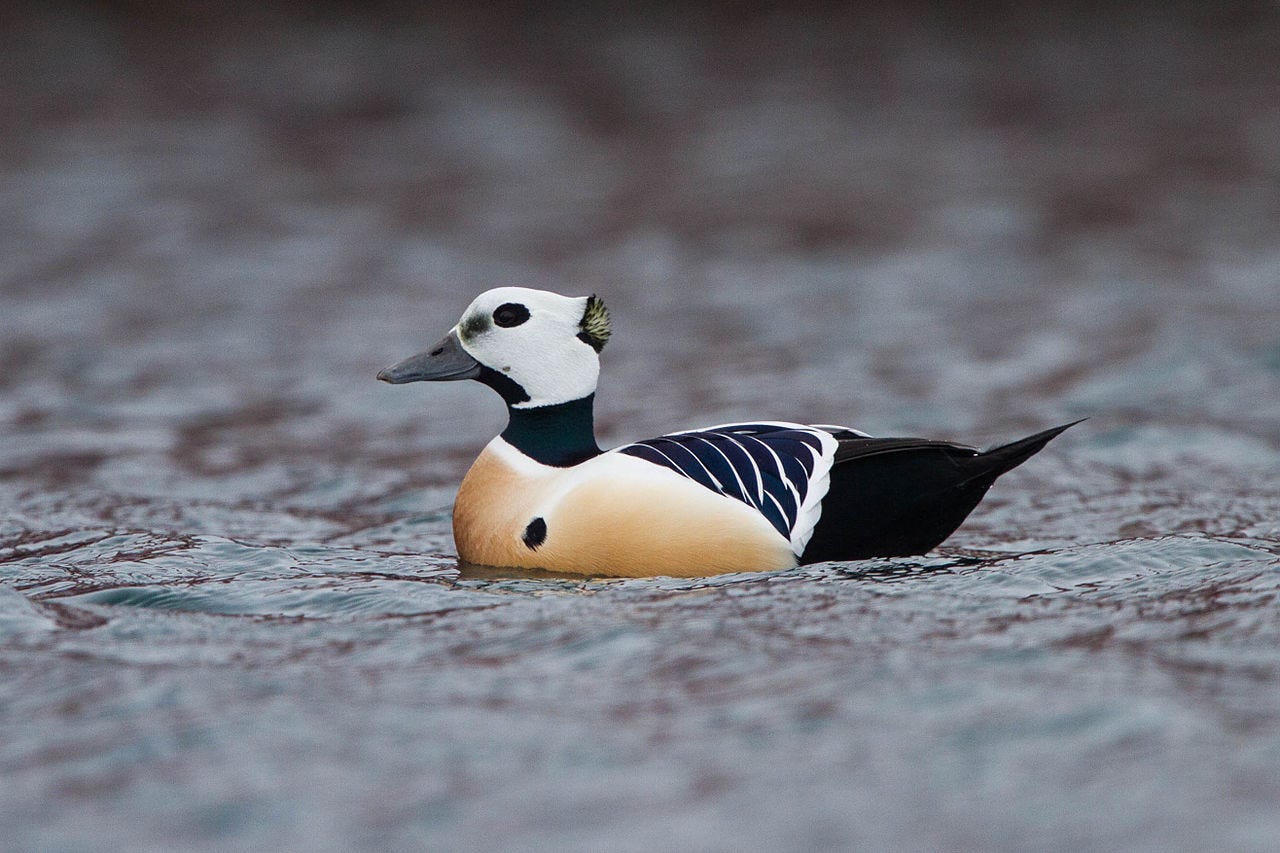steller's eider male on the water