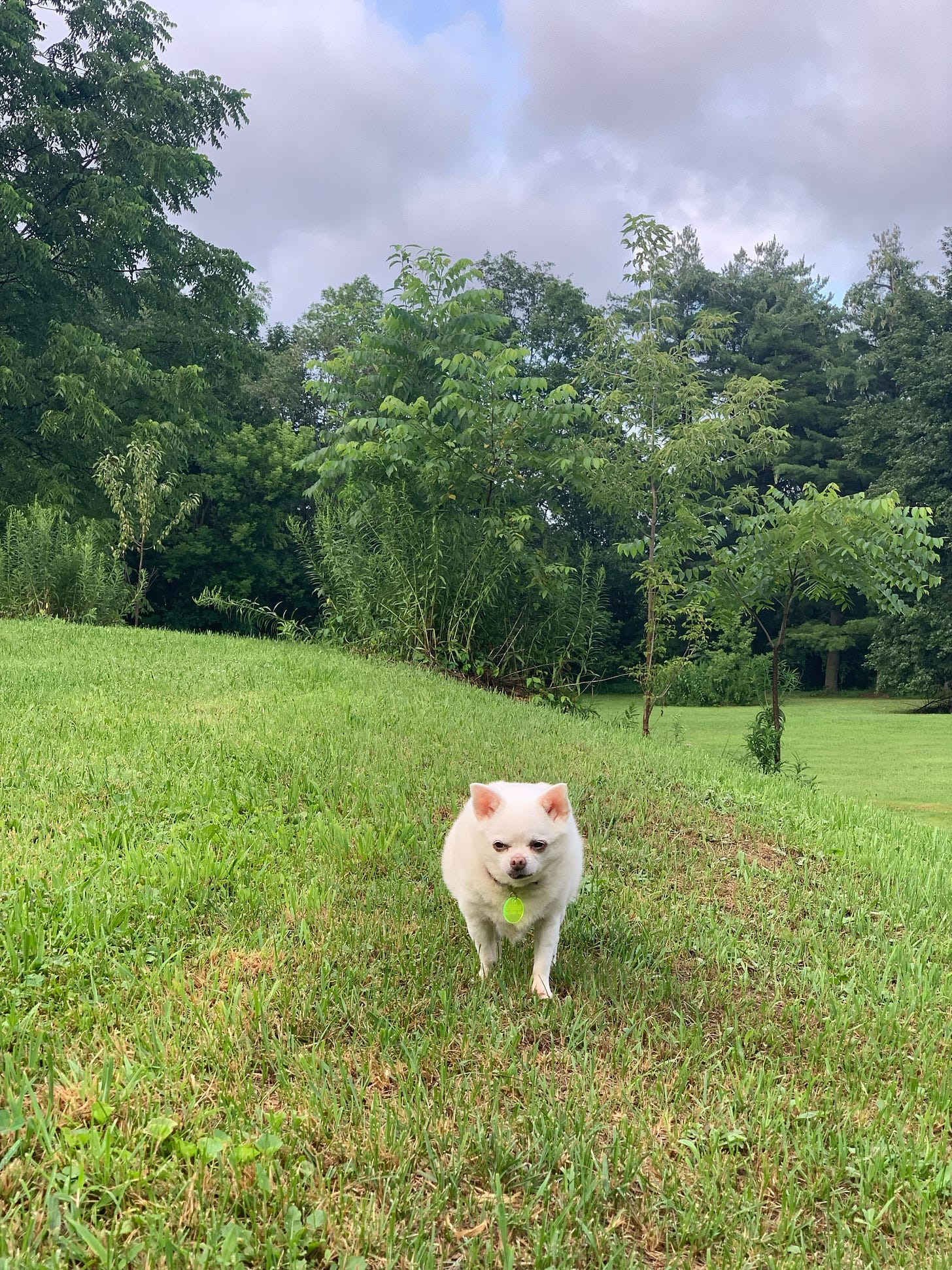 A tiny, but rotund, biscuit-colored chihuahua walks toward the camera with a hi-vis green tag on its color. This dog, named Mei Mei walks in a lush, hilly, tree-filled green landscape with a bright, cloudy sky above. A tiny, but rotund, biscuit-colored chihuahua walks toward the camera with a hi-vis green tag on its color. This dog, named Mei Mei walks in a lush, hilly, tree-filled green landscape with a bright, cloudy sky above.