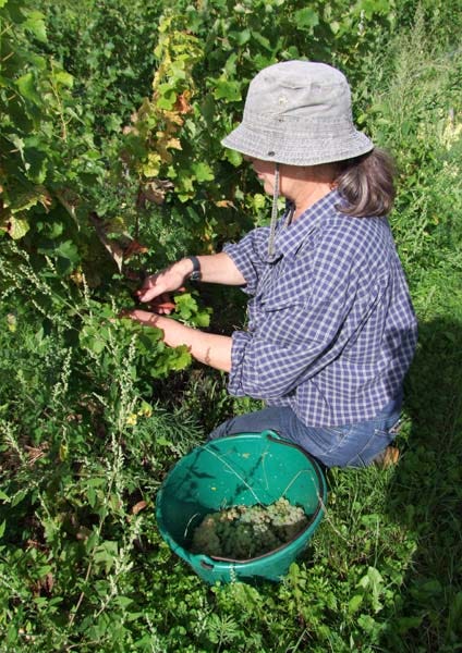1CRB_harvest_sauvignon_catherine_picking