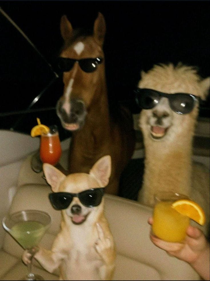 This may contain: three dogs wearing sunglasses sitting in the back of a car with drinks and oranges