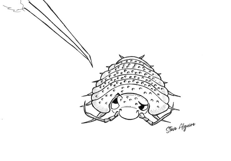 A flat woodlouse with a row of bumpy plates down her back looks up skeptically at the sharp beak of a bird.