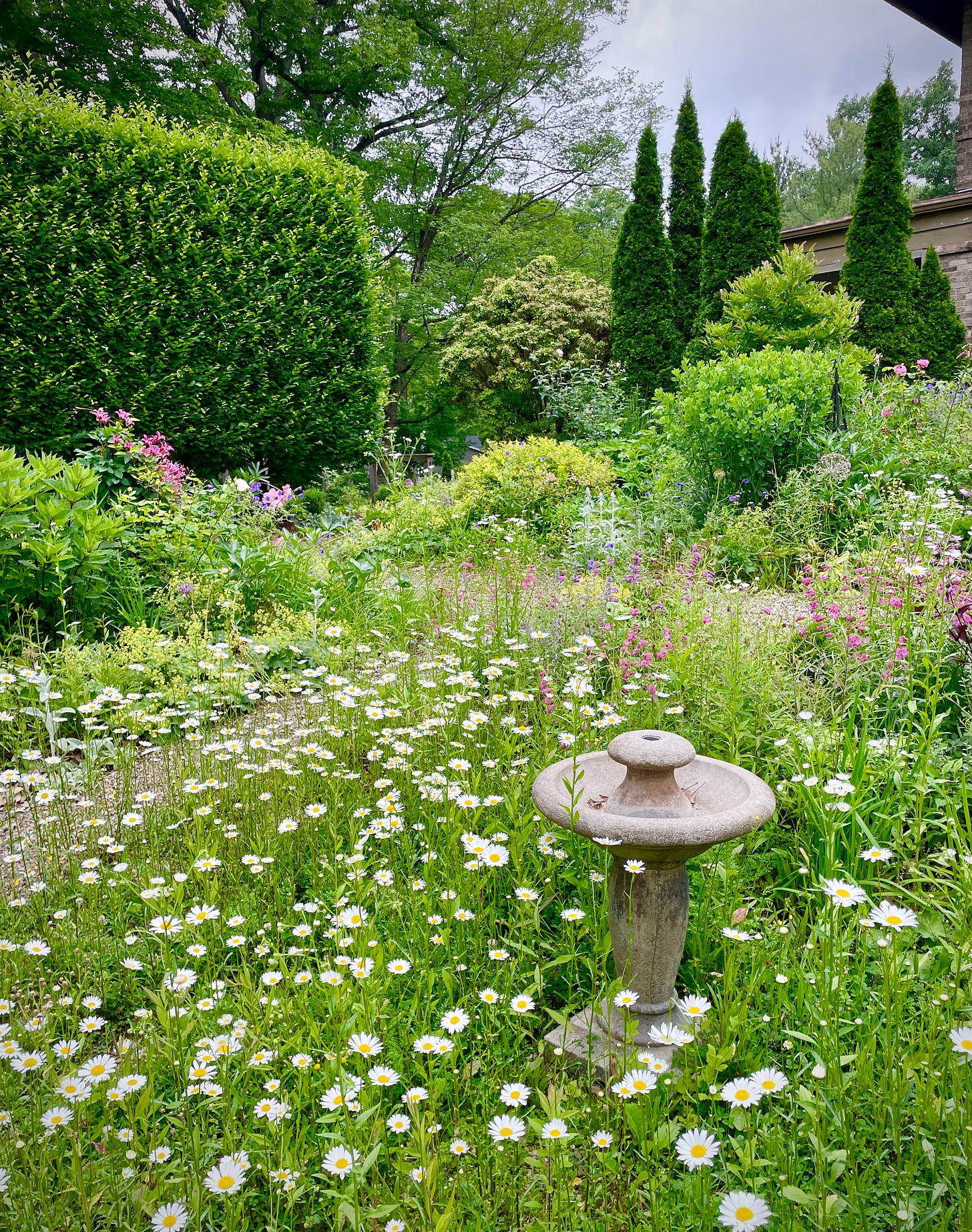 The moon daisy, or oxeye daisy (Leucanthemum vulgare) is another self-sower that I really enjoy in the gardens at Havenwood. The moon daisy, or oxeye daisy (Leucanthemum vulgare) is another self-sower that I really enjoy in the gardens at Havenwood.