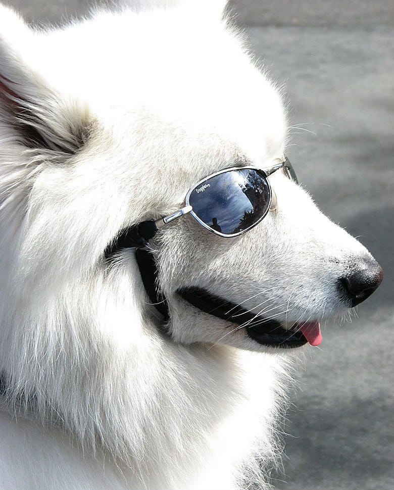 Dog wearing sunglasses.