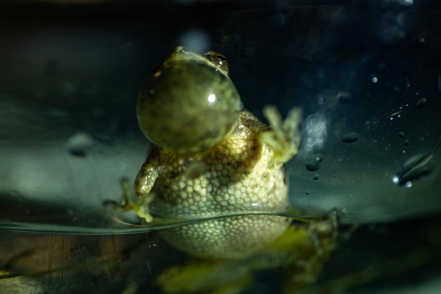 close up of spring peeper in a jar with vocal sac extended