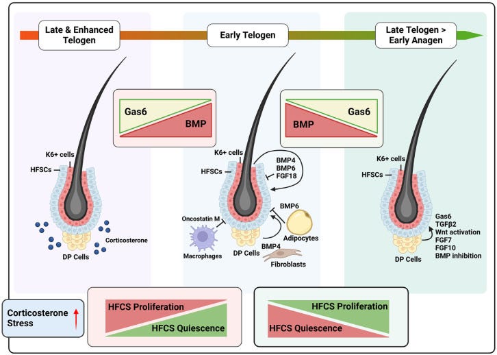 This diagram illustrates the cellular and molecular changes in hair follicle stem cells (HFSCs) during the transition from late telogen to early anagen, highlighting the roles of microenvironmental factors such as BMP, Gas6, corticosterone, and others in regulating HFSCs.