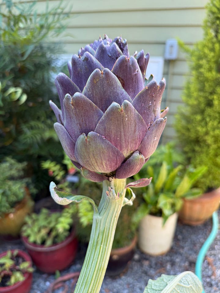 garlic scapes purple artichoke