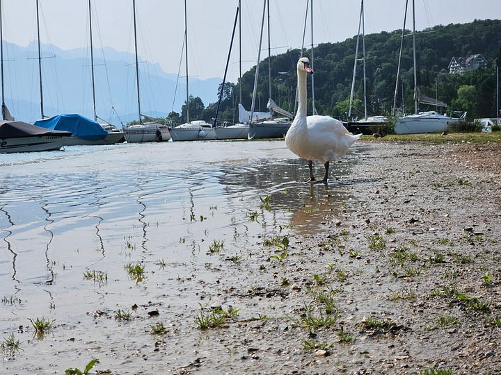 A showcase of annecy's amazing water