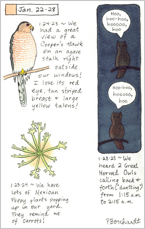 Perpetual Journal, week of Jan. 22-28: Great Horned Owls Duetting (2025); Little Mexican Poppy Plants (2024); Cooper's Hawk (2023) Perpetual Journal, week of Jan. 22-28: Great Horned Owls Duetting (2025); Little Mexican Poppy Plants (2024); Cooper's Hawk (2023)