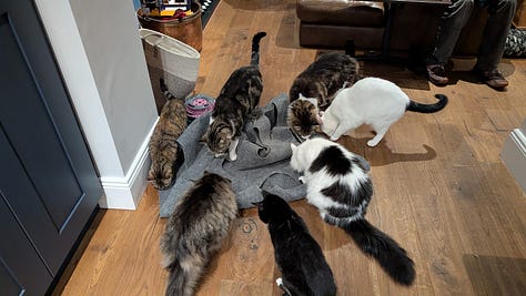 A gallery of cats of varying stripes and colors. The caption explains each cat's name, but the descriptions would be insanely long.