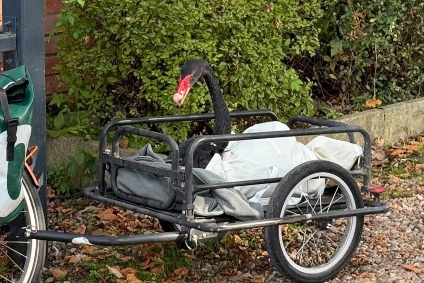 A black swan in a small trailer made to be carried by a bicycle. The swan is upright, sticking his head out of a bag, with bushes and a brick wall behind him