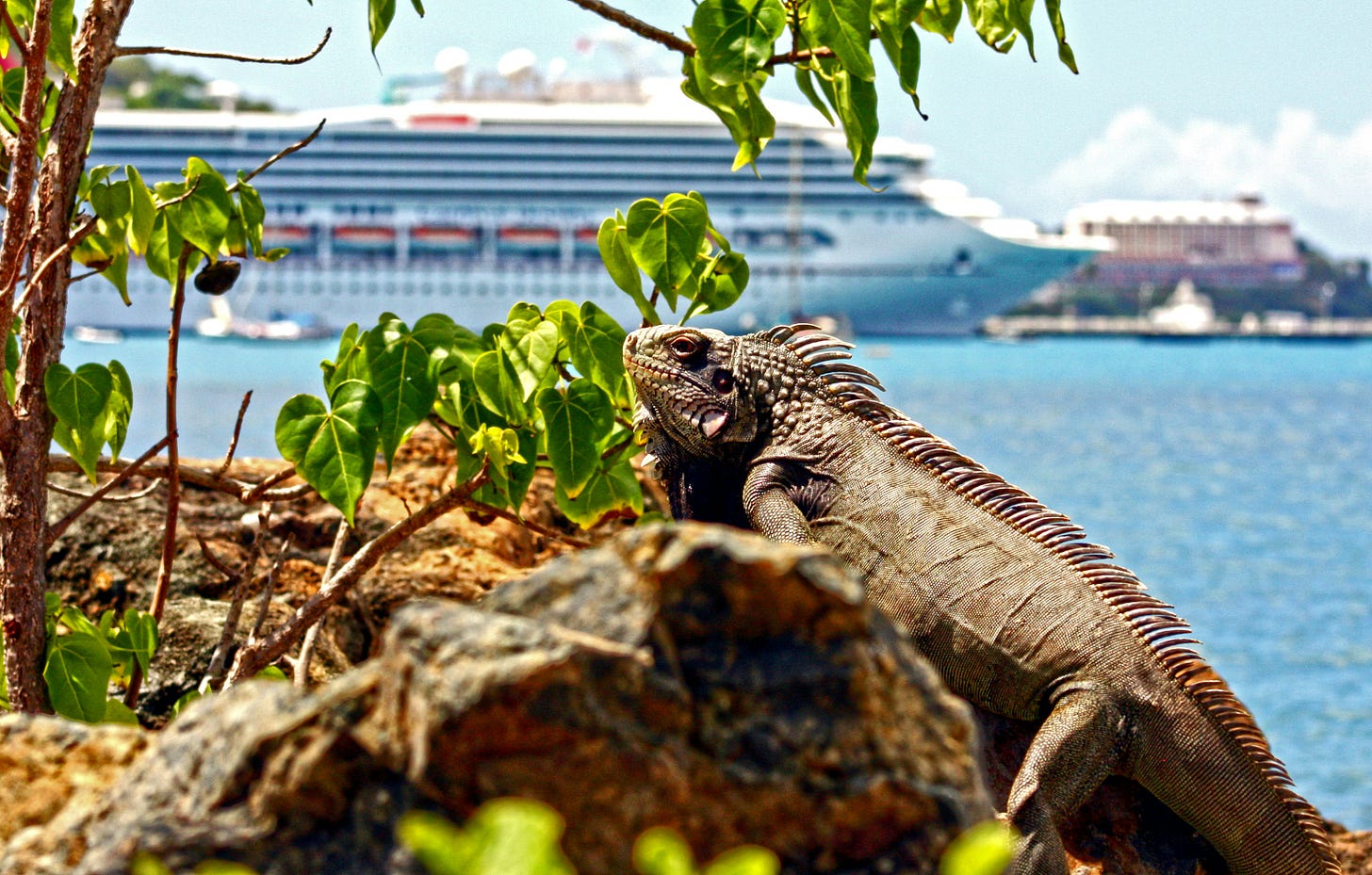 An iguana is pearched on a rock in the sun. A white cruise ship sails in the background.