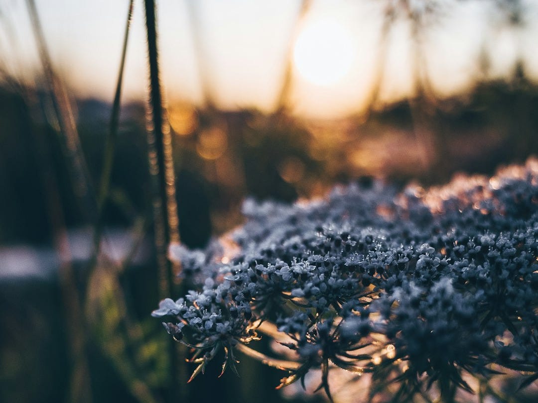 gray petaled flower