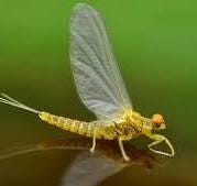 Pale Morning Dun Hatch in Montana | Fly Fishing | Missoulian ...