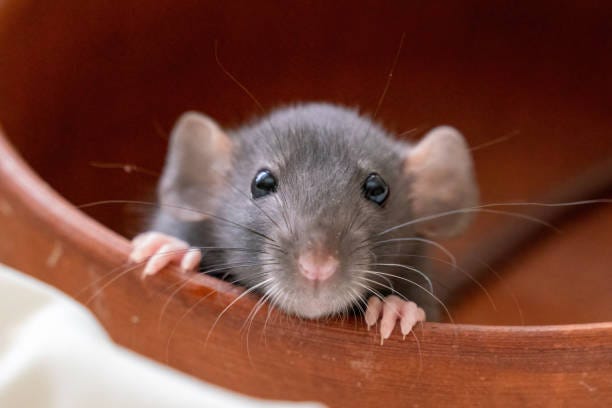 35,000+ Pet Rat Stock Photos, Pictures & Royalty-Free Images - iStock |  Woman pet rat, Cute pet rat