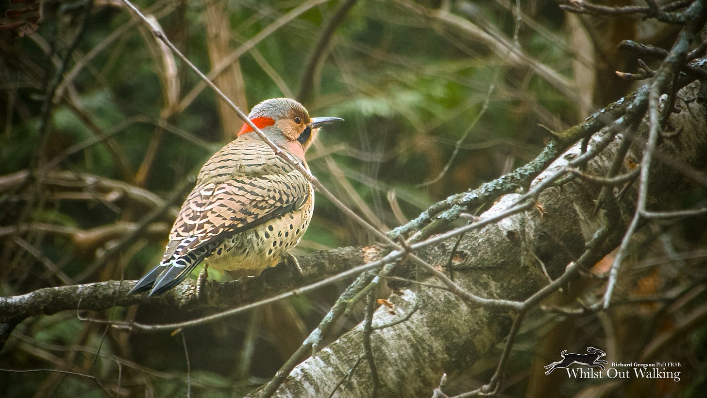 Northern Flicker