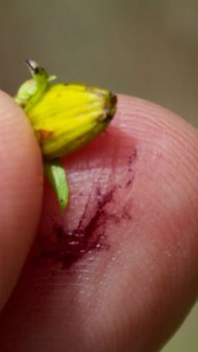 St. John's buds are best for oil.