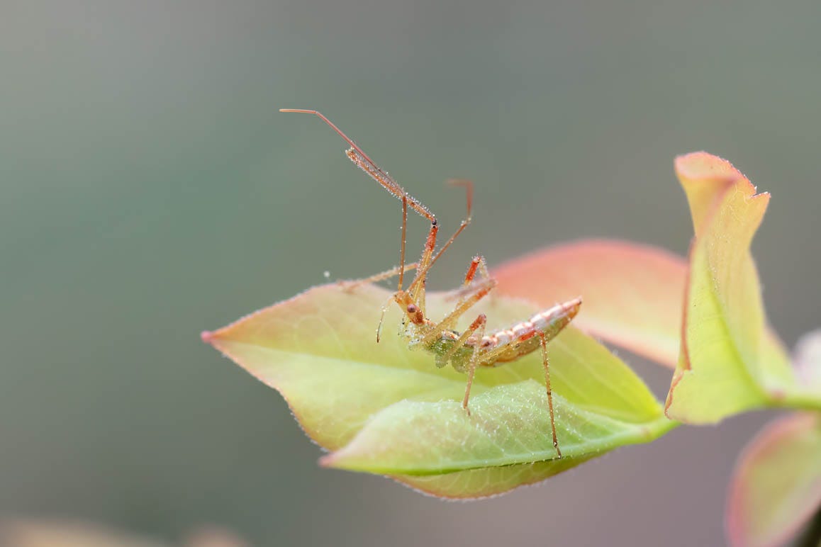 Close-up of a red and pale green bug with long spindly legs, the front pair waving up in the air