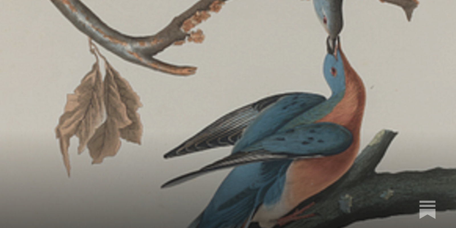 鳥類学 はばたく本棚：鳥から世界を知る60冊（WORKSIGHTプリント版・24