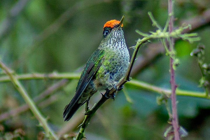 A large, reddish-blonde and black fox, and a bright green hummingbird with a red cap.
