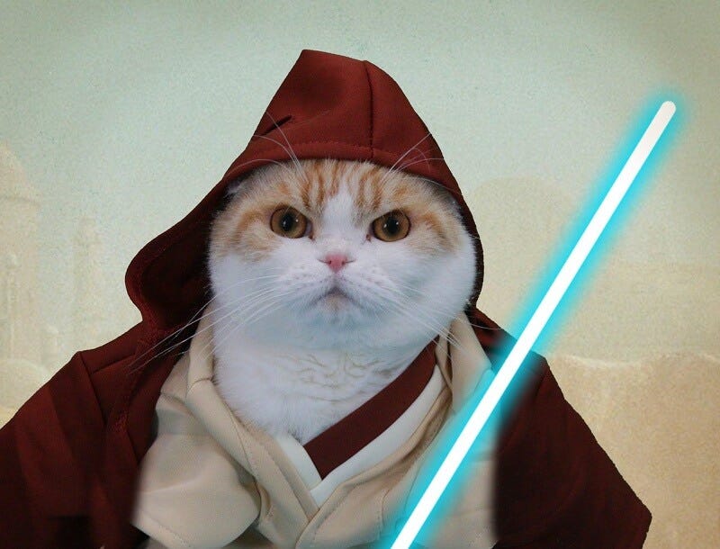 Top 105 Star Wars Cat Names for Your Jedi Cats | PetPress