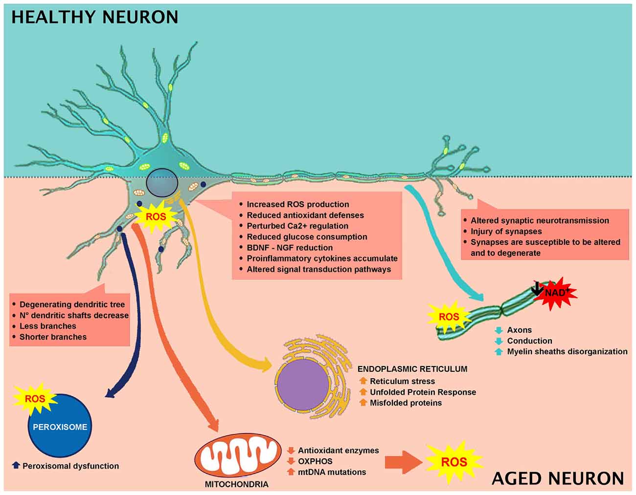 Frontiers | Neuronal Cells Rearrangement During Aging and Neurodegenerative  Disease: Metabolism, Oxidative Stress and Organelles Dynamic