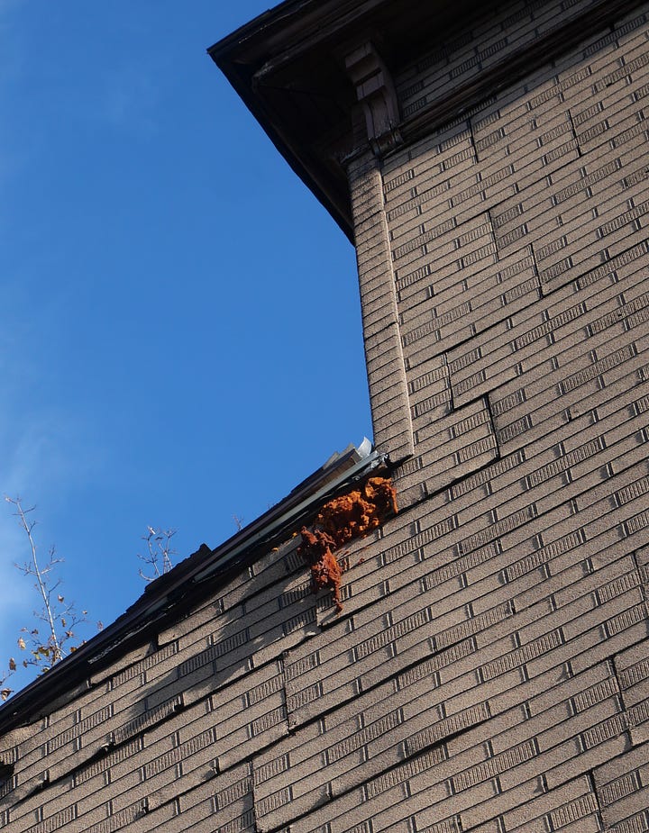 Staring at a Rotten Shingle - by A.M. Hickman