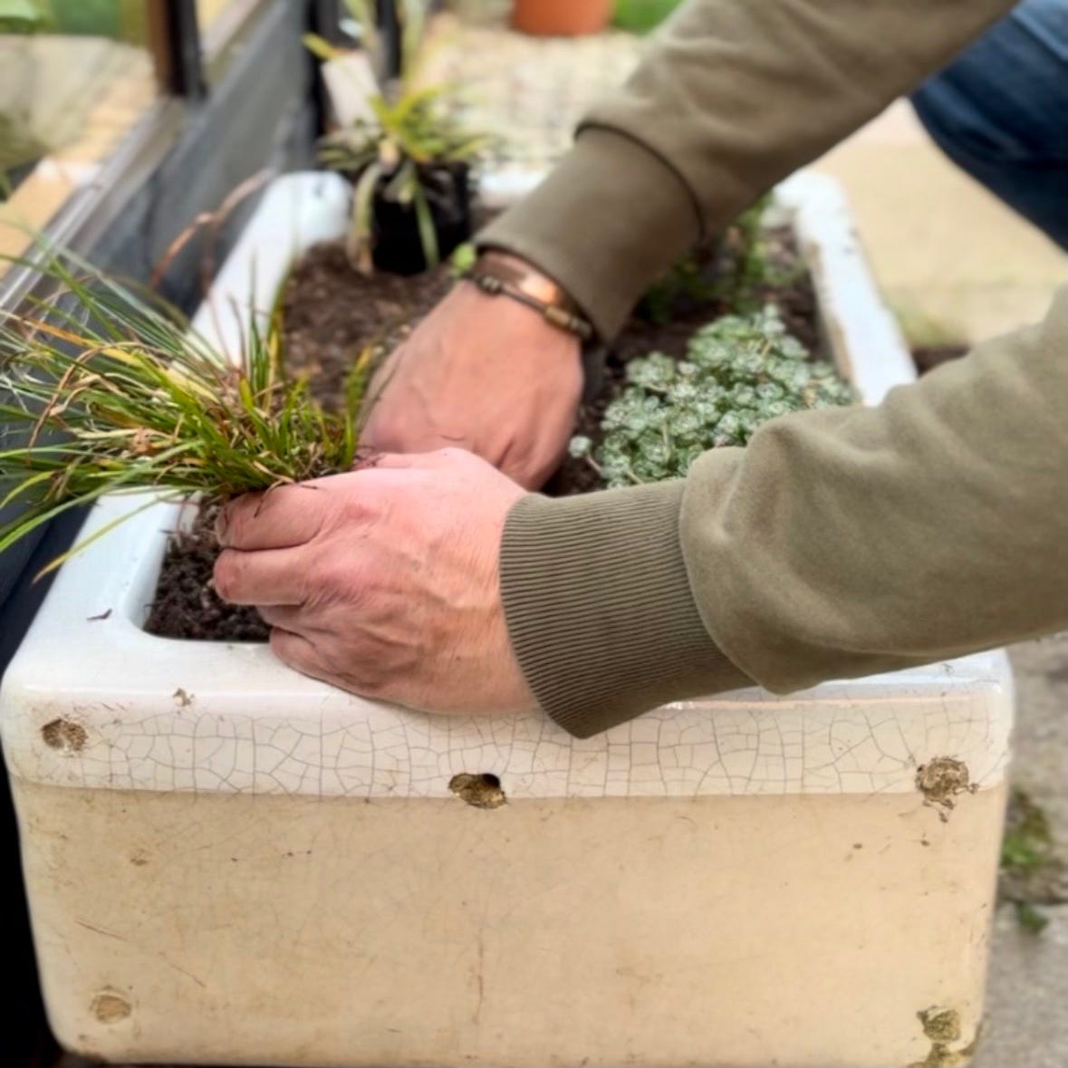 Small plants being positioned in an old sink container