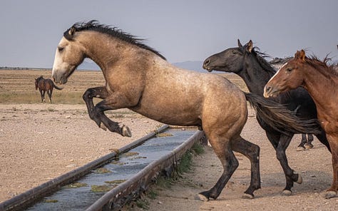 Wild Horses Arizona